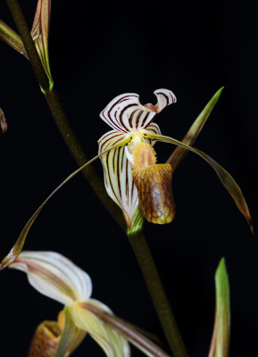 Paphiopedilum kolopakingii (Jgpfl)