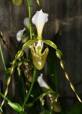 Paphiopedilum dianthum (Jgpfl.)