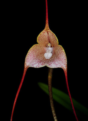 Dracula houtteana