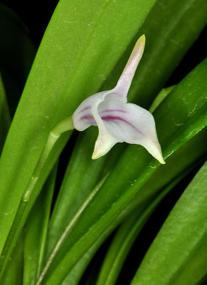 Masdevallia nicaraguae