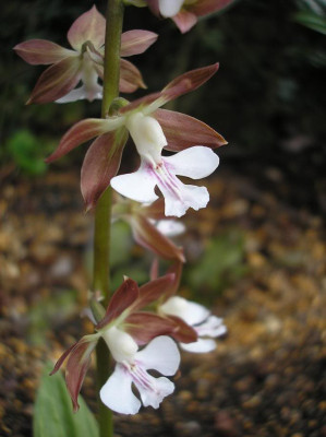 Calanthe discolor (in Knospe/Blüte)