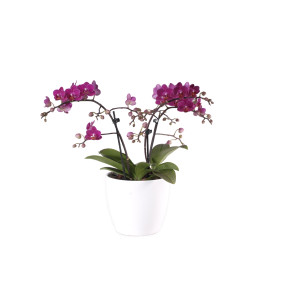 Phalaenopsis Präsent, violett (3 Pflanzen)