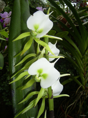 Angraecum eburneum var. xerographicum