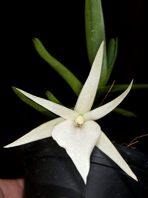 Angraecum elephantinum