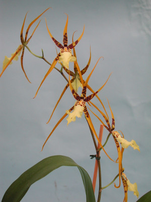 Brassidium Shooting Star 'Black Gold' (1 Rispe)