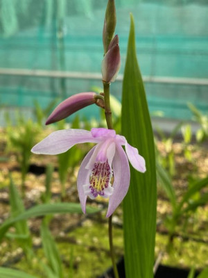 Bletilla striata 'Penway Brigantes' (in Blüte/Knospe)