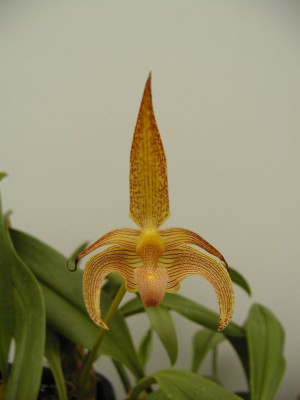 Bulbophyllum lobbii