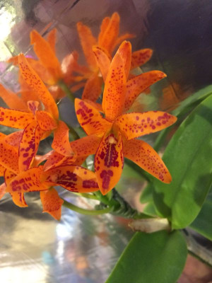 Cattleya aurantiaca 'Mishima Spot'