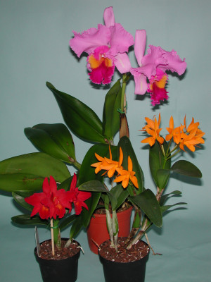 Cattleya-Sortiment