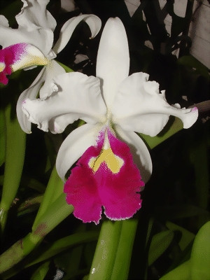 Cattleya warszewiczii 'semi-alba'