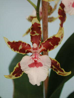 Colmanara Jungle Monarch (Jungpfl.)