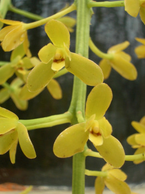 Cymbidium madidum