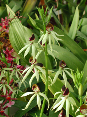 Encyclia cochleata (Jgpfl.)