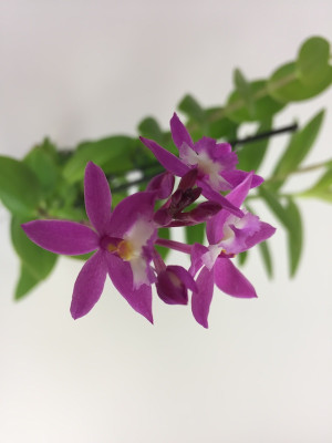 Epidendrum Ballerina 'Rosy'