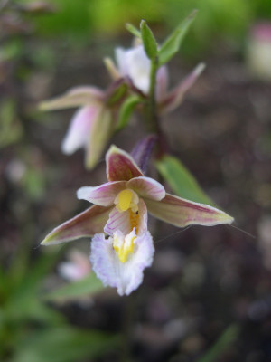 Epipactis palustris (in Blüte Knospe)