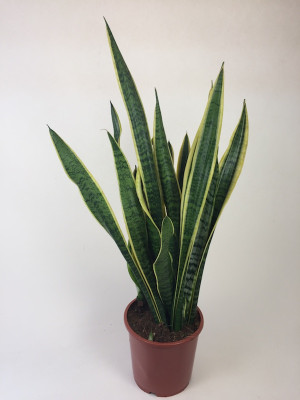 Sanseveria trifasciata 'Laurentii' (17 cm Topf)