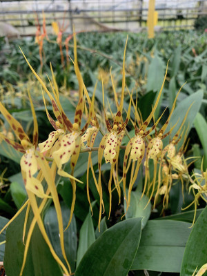 Brassia giroudiana