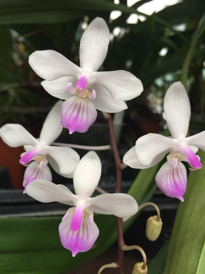 Phalaenopsis lindenii