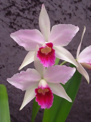 Laelia purpurata 'tipo rosada'