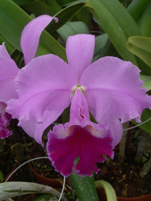 Laeliocattleya Wintermärchen