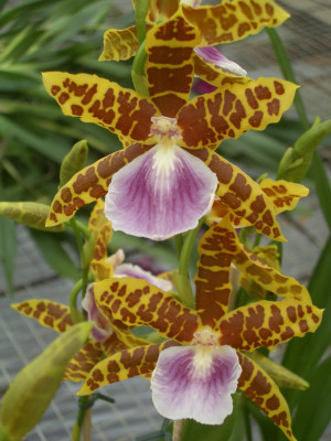 Miltonia Goodale Moir 'Golden Wonder'