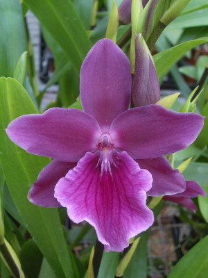 Miltonia Honolulu 'Warne's Best'