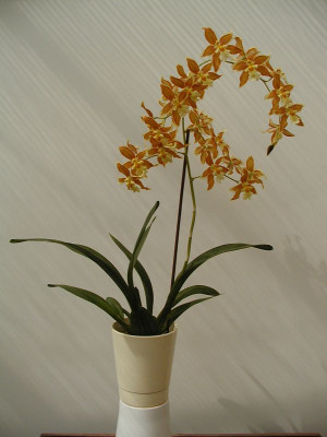 Odm. trilobum x Odontocidium Tiger Glow