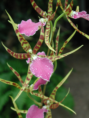 Odontobrassia Billabong 'Celle' (1 Rispe)