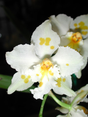 Odontoglossum crispum