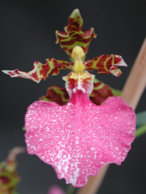 Odontoglossum bictoniense x Oncidium bifolium