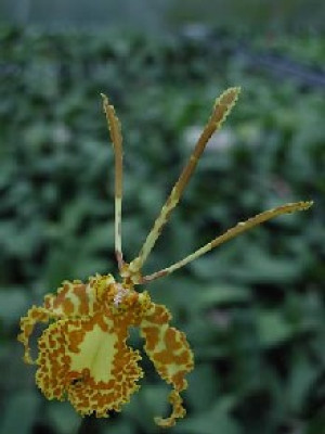 Psychopsis Butterfly (1 Stiel)