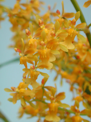 Oncidium cultratum