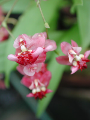 Oncidium Tiny Twinkle 'Red Fantasy' (im Gießtopf)