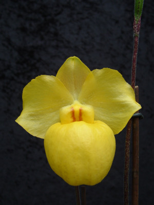 Paphiopedilum armeniacum