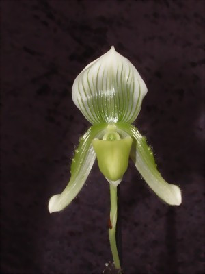 Paphiopedilum callosum 'viridiflorum'