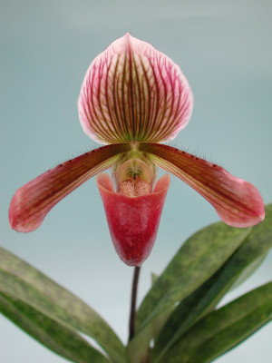 Paphiopedilum Colbert (1 Stiel)