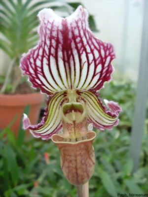 Paphiopedilum fairrienaum 'Graue' x Dawlish Warren