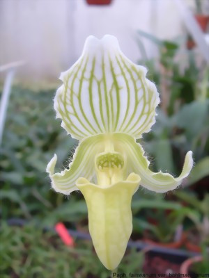 Paphiopedilum fairrieanum 'bohlmannianum'