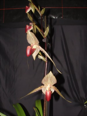 Paphiopedilum rothschildianum