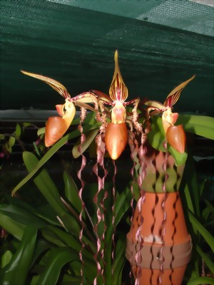 Paphiopedilum sanderianum