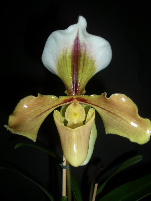 Paphiopedilum villosum