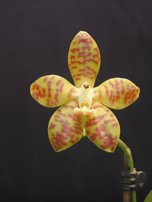 Phalaenopsis doweryensis x venosa
