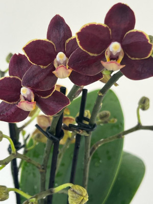 Phalaenopsis Sogo Banana Chocolate (3 Rispen)