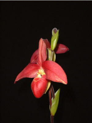 Phragmipedium Memoria Dick Clements