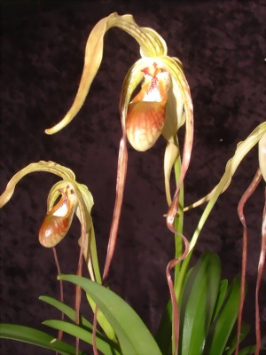 Phragmipedium warszewiczianum