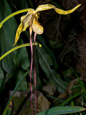 Phragmipedium caudatum