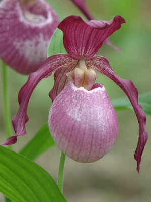 Cypripedium Philipp (in Blüte/Knospe)