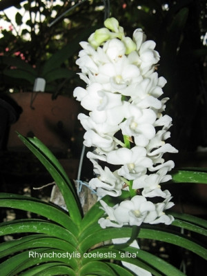 Rhynchostylis coelestis 'alba'