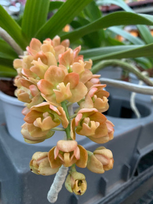 Rhynchostylis gigantea 'Peach'