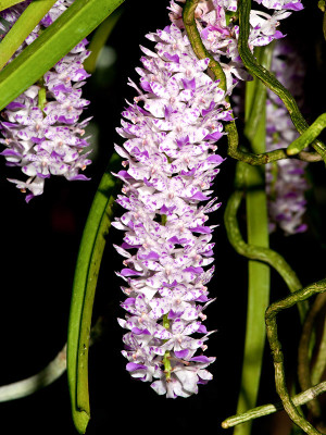 Rhynchostylis retusa (Jgpfl.)